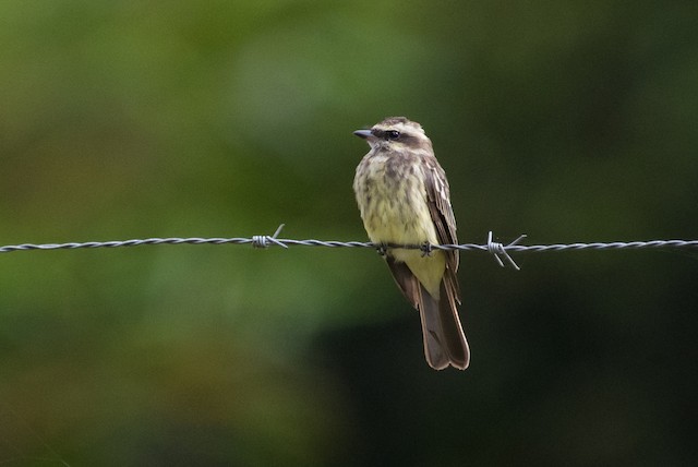 Variegated Flycatcher