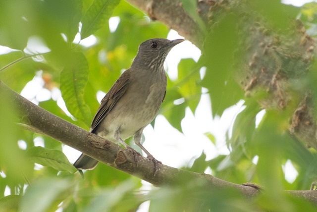 Pale-breasted Thrush