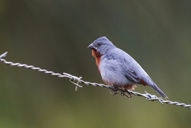 Chestnut-bellied Seedeater