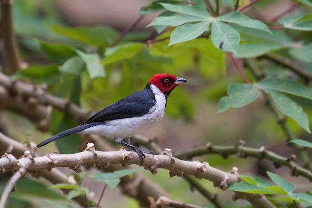 Red-capped Cardinal