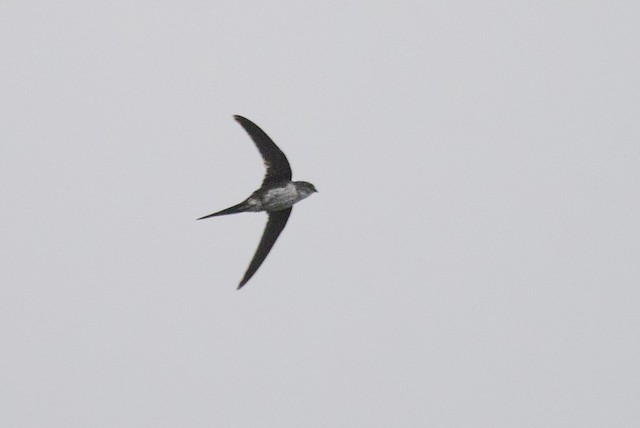 Fork-tailed Palm Swift