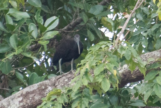 Green Ibis