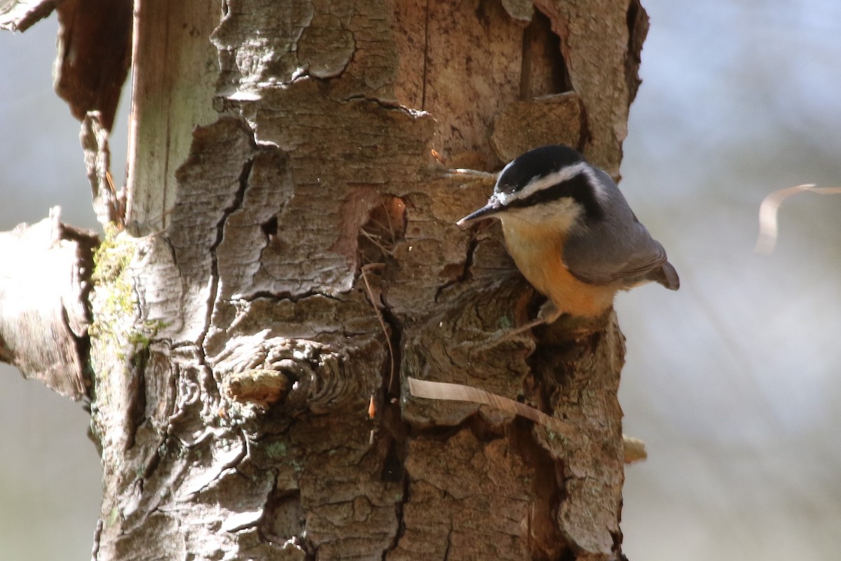 Red-breasted Nuthatch - maggie peretto