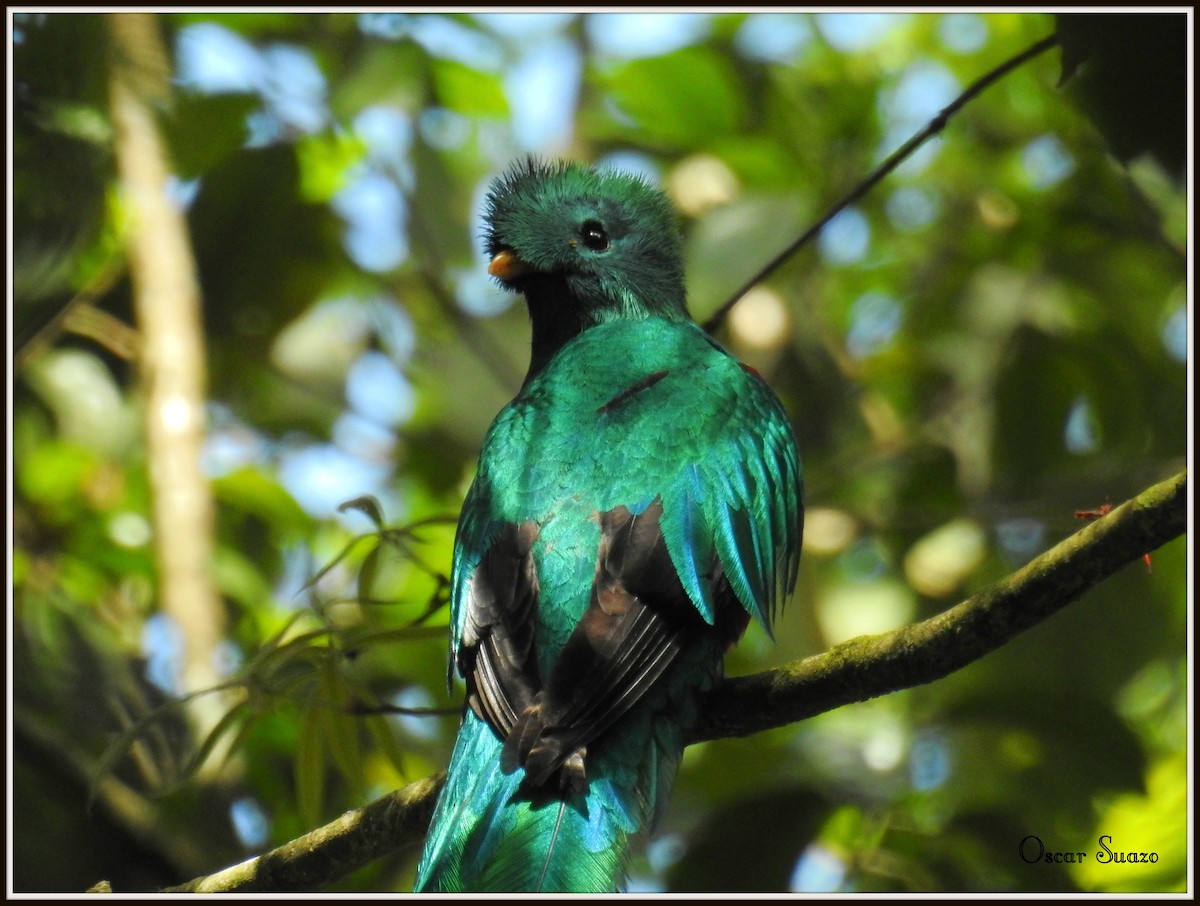 Quetzal Guatemalteco - ML91504441