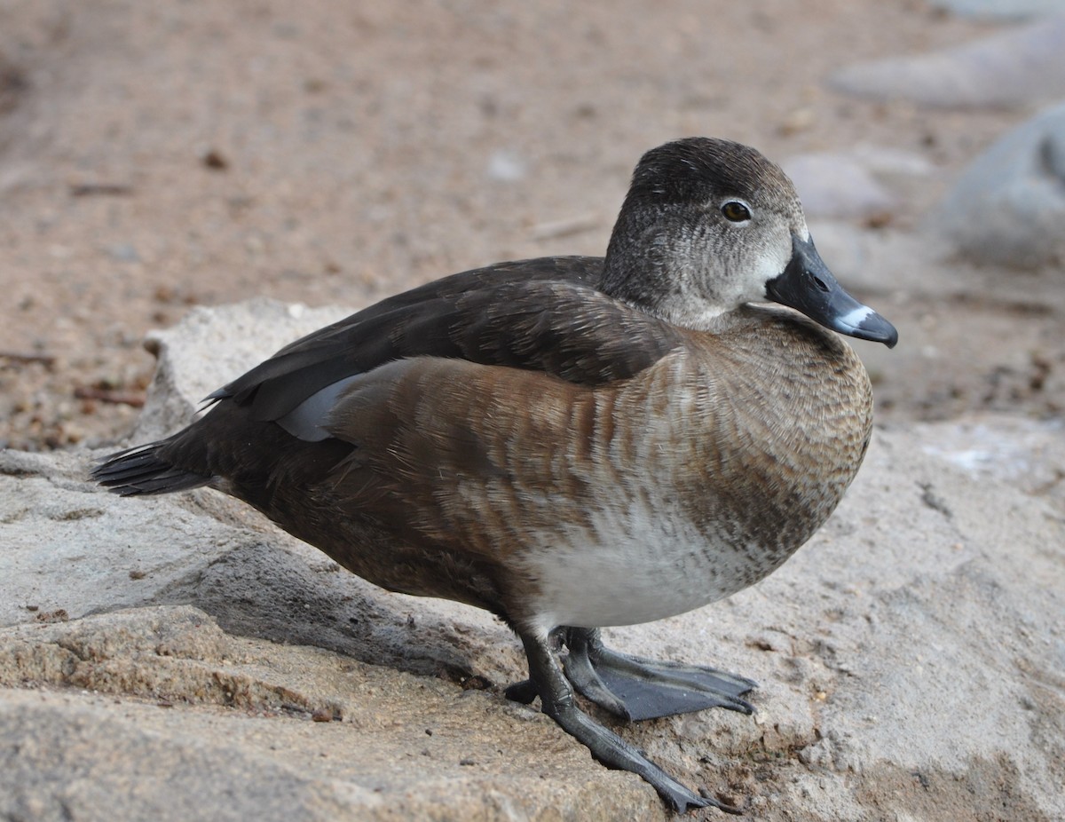 Ring-necked Duck - ML91505011