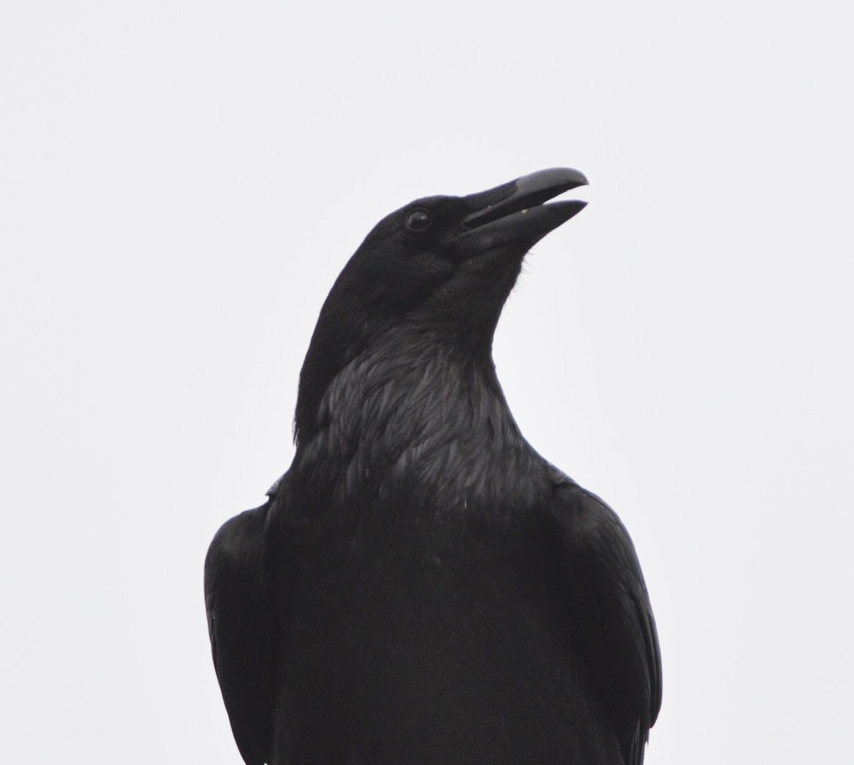 Common Raven - ML91505611