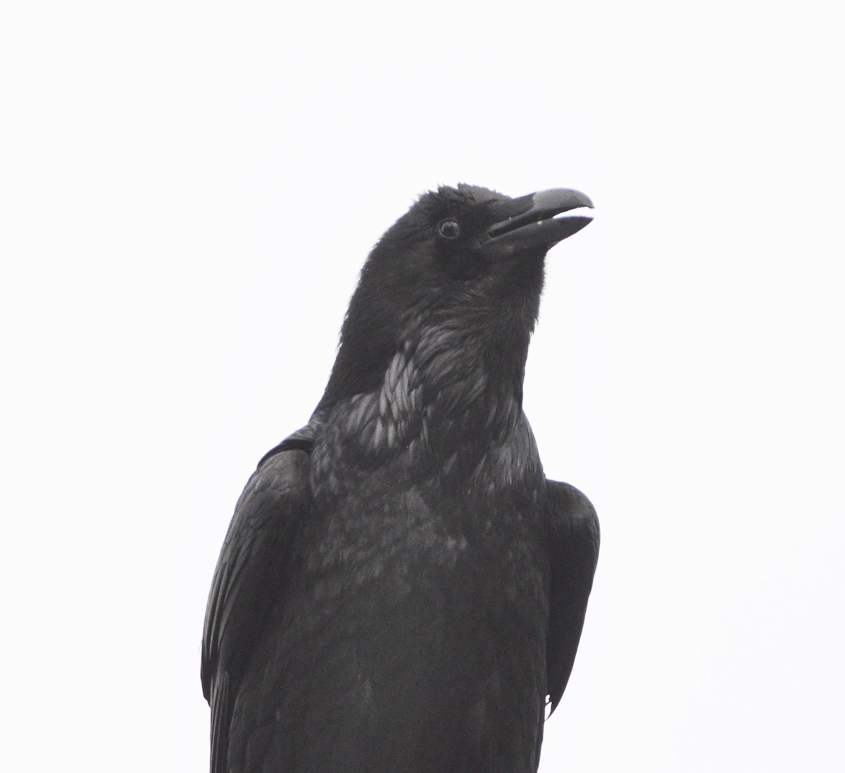 Common Raven - ML91505661