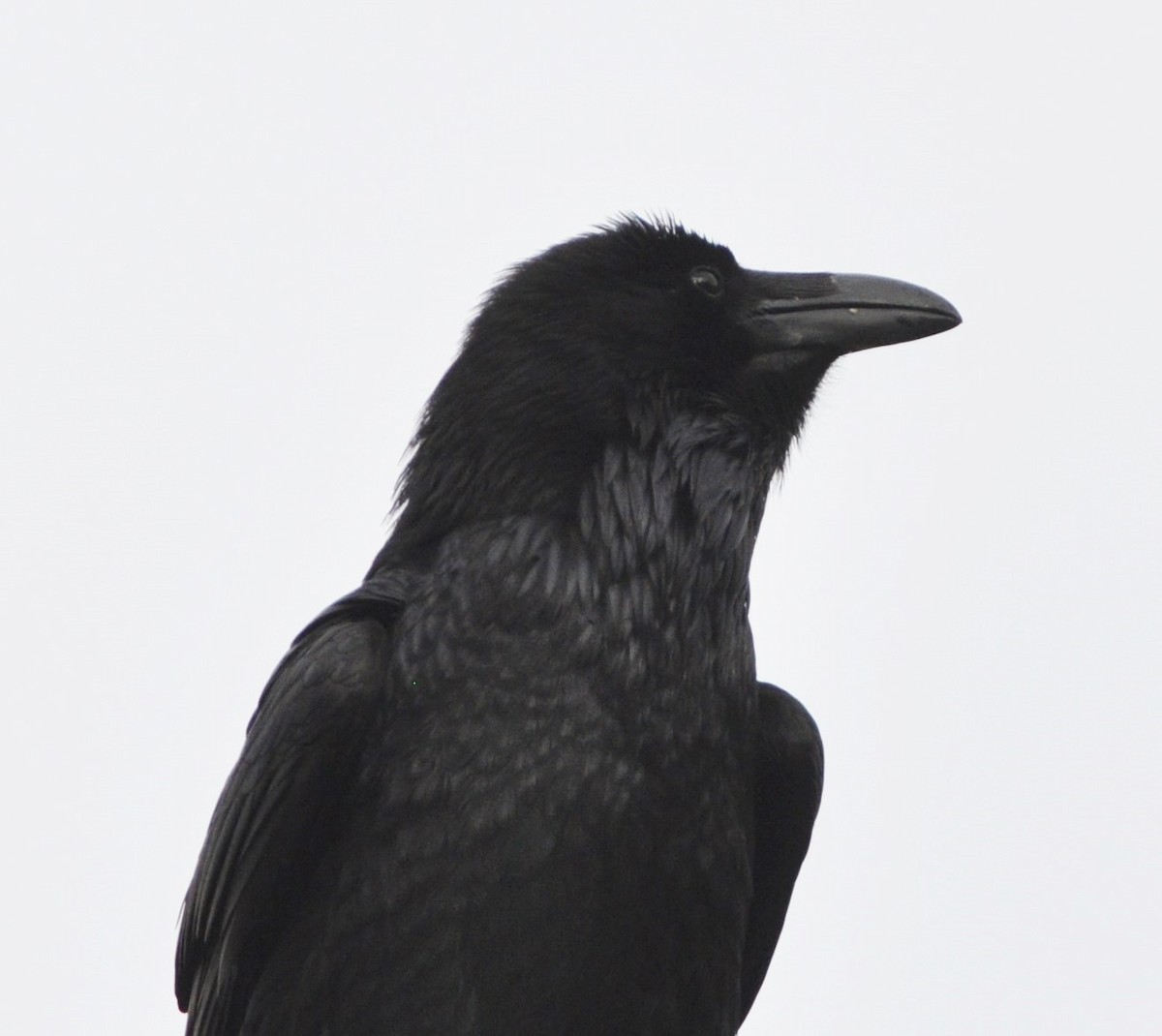 Common Raven - ML91505711