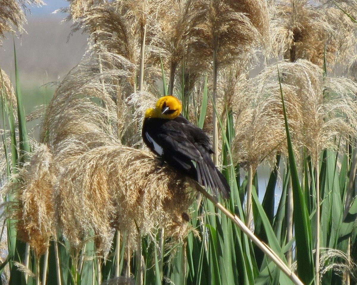 Yellow-headed Blackbird - Karen Halliday