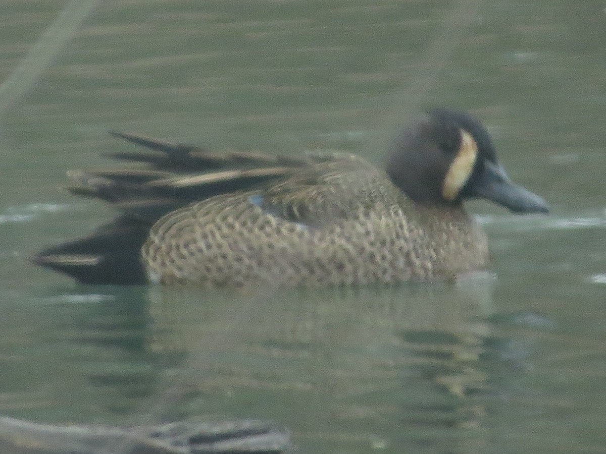 Blue-winged Teal - ML91510151