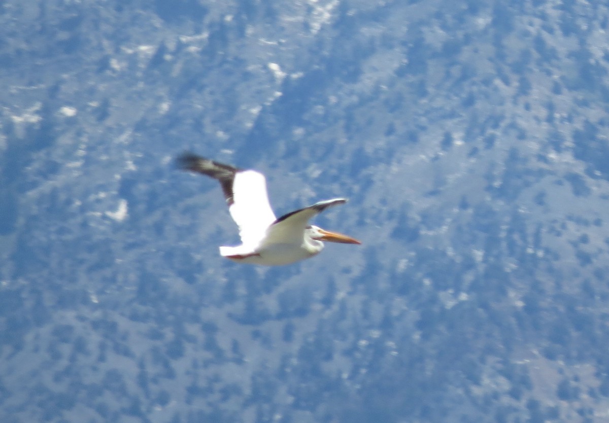 American White Pelican - Karen Halliday