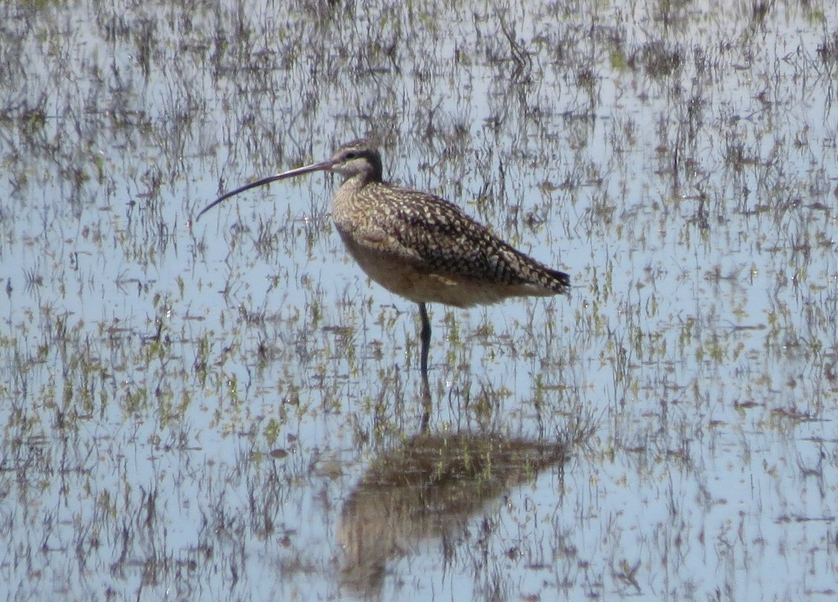 Long-billed Curlew - ML91510591