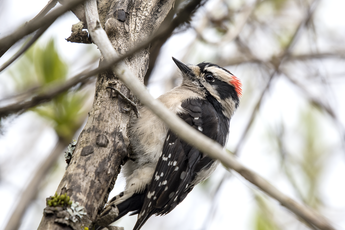 Downy Woodpecker - ML91512401