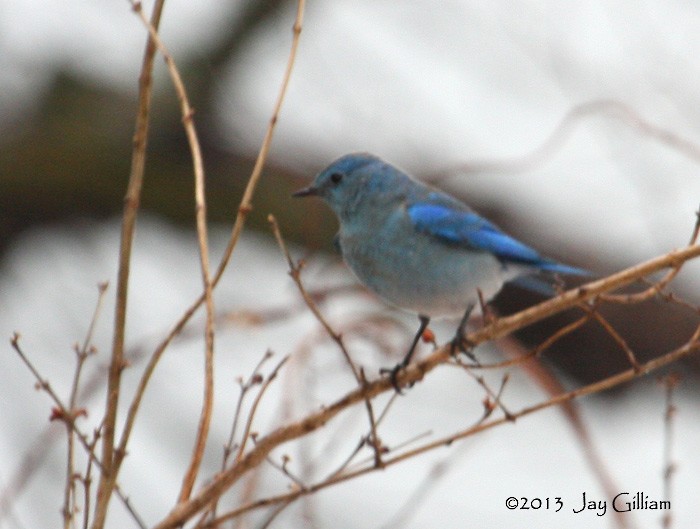 Mountain Bluebird - Jay Gilliam