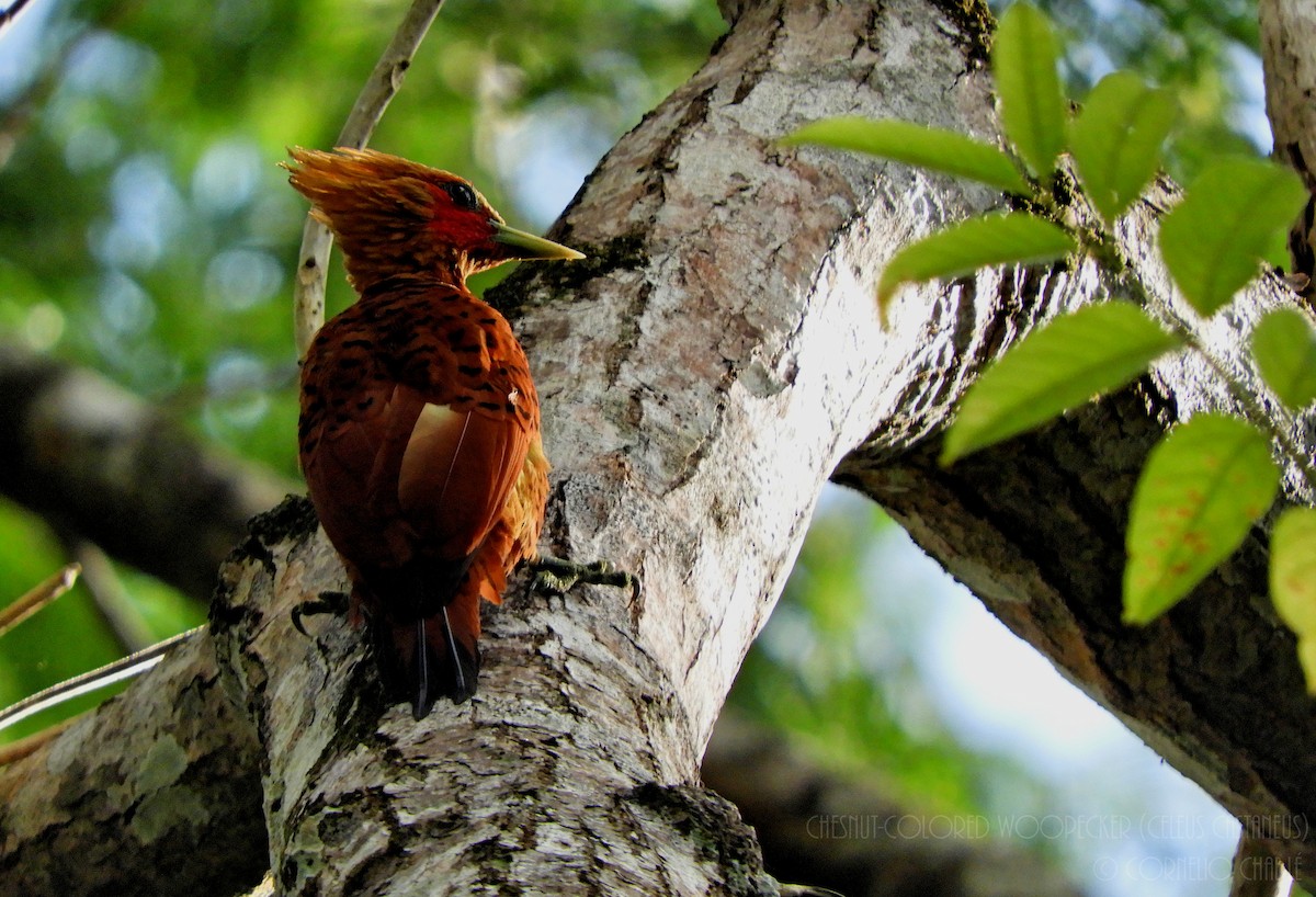 Chestnut-colored Woodpecker - ML91517311
