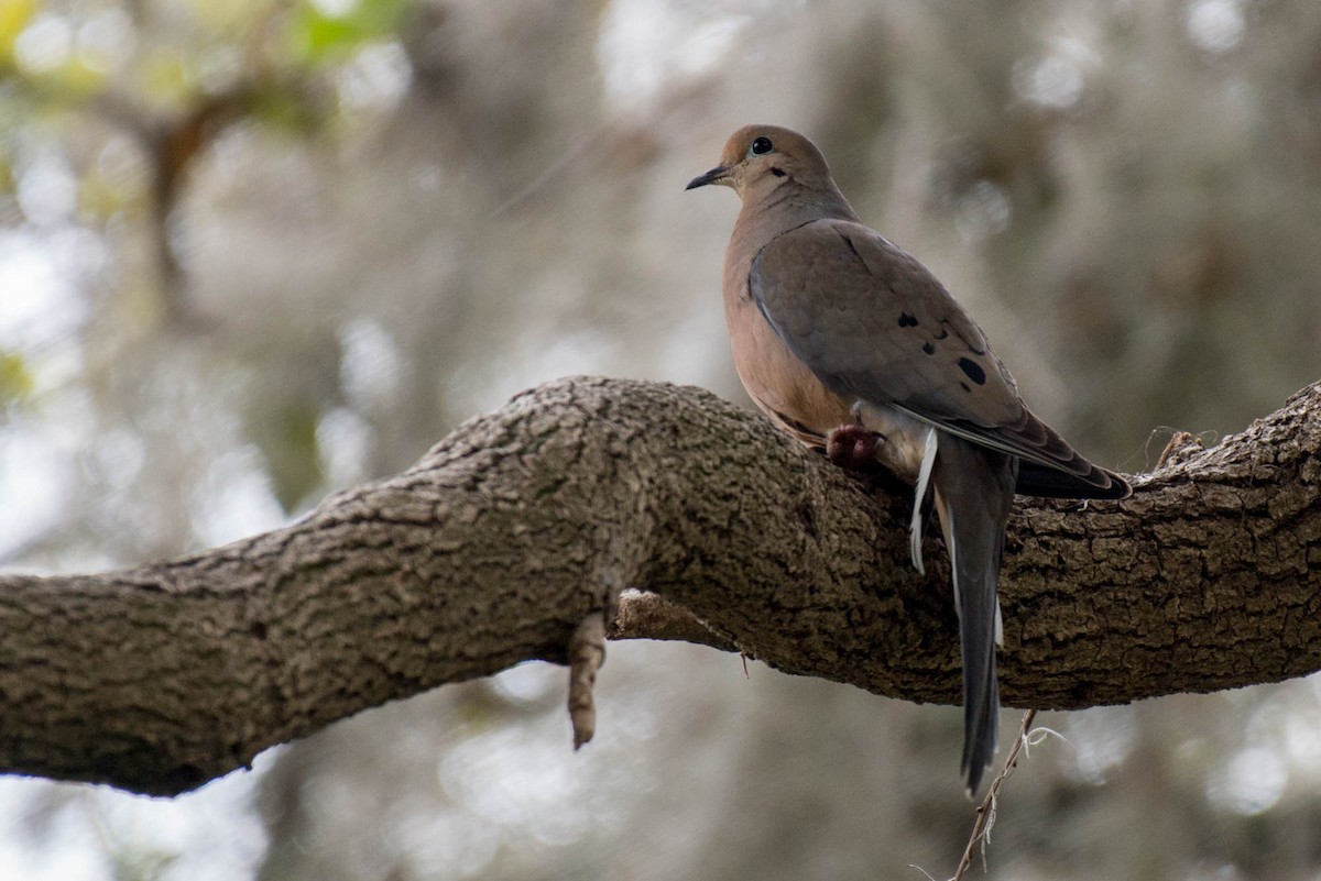 Mourning Dove - Kayann Cassidy