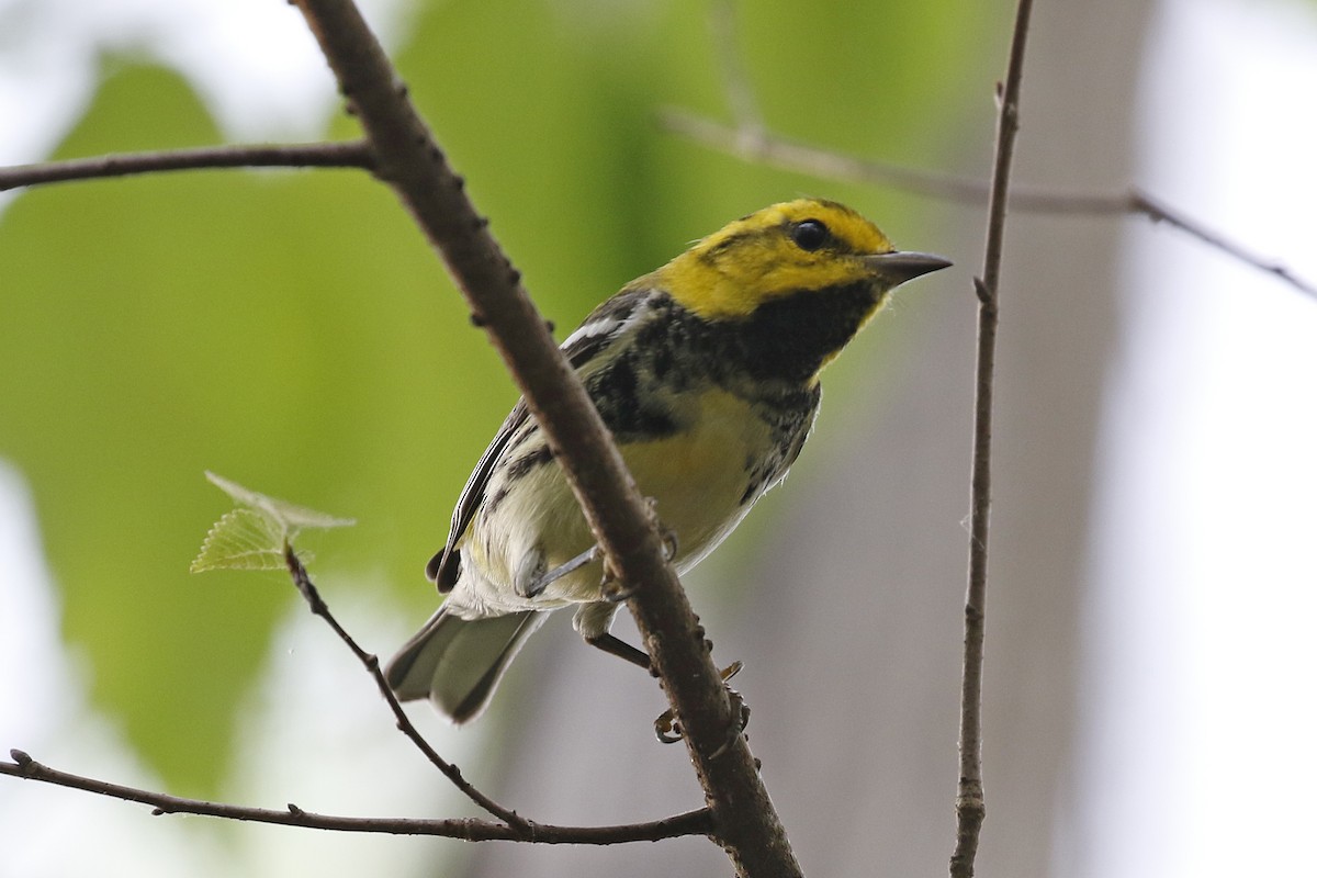 Black-throated Green Warbler - David McQuade