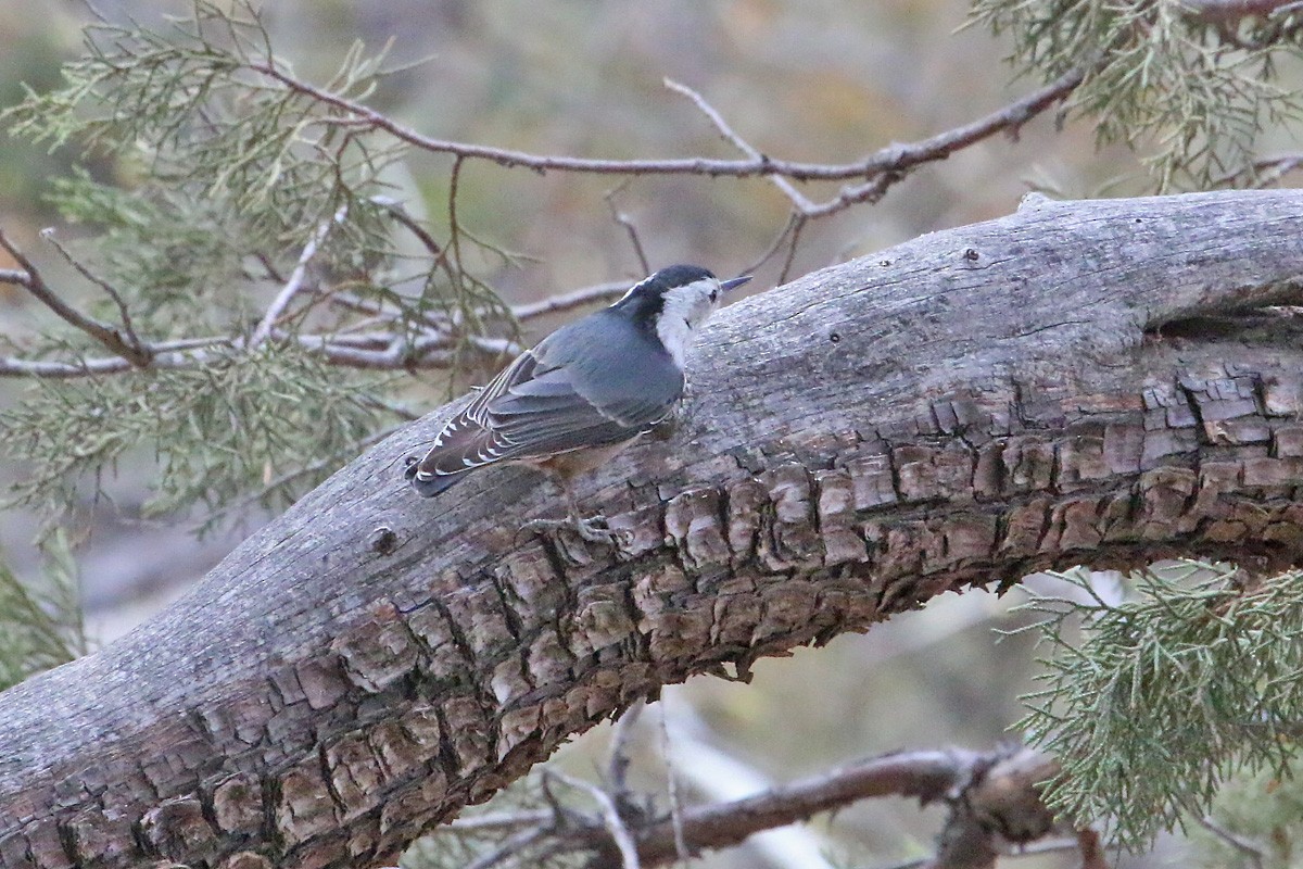 White-breasted Nuthatch (Interior West) - Richard Fray