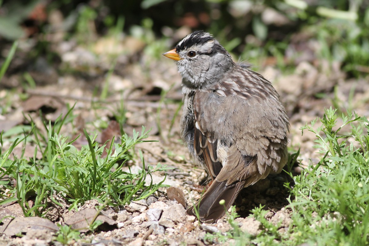 White-crowned Sparrow (Gambel's) - John Garrett