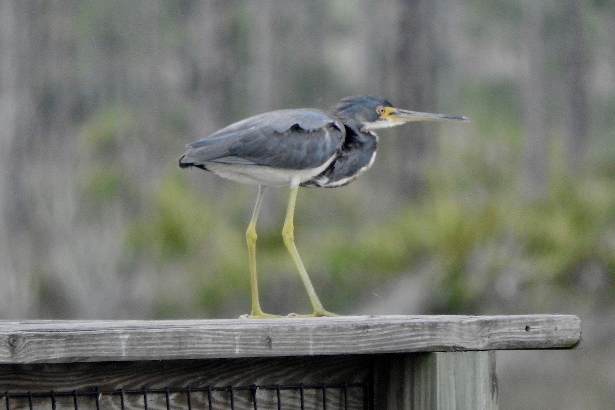 Tricolored Heron - Gary Harbour