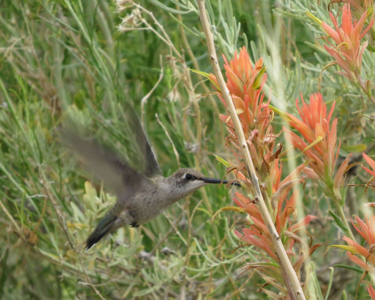 Black-chinned Hummingbird - ML91529651