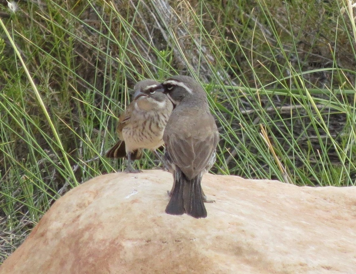 Black-throated Sparrow - Karen Halliday