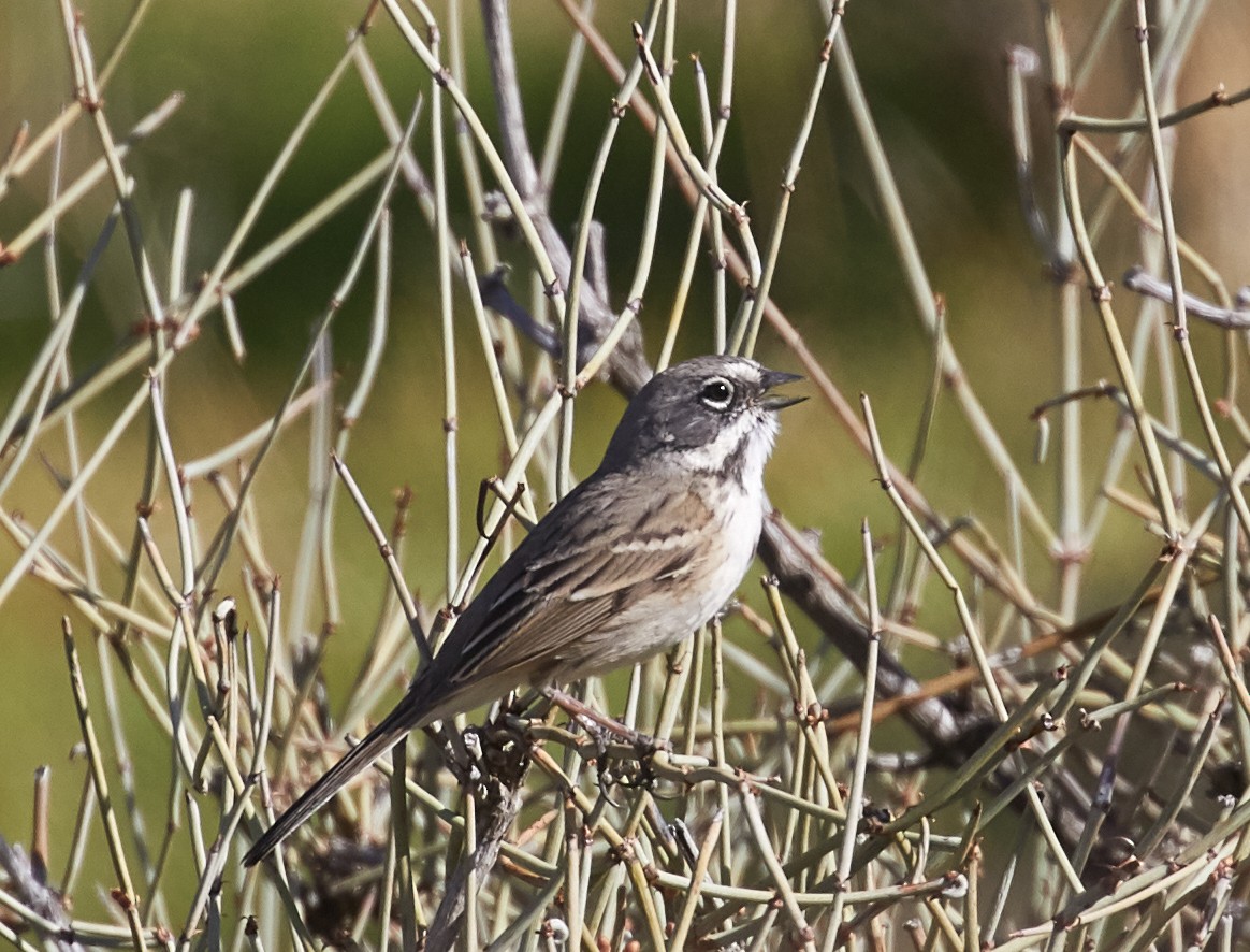 Bell's Sparrow (canescens) - ML91531281