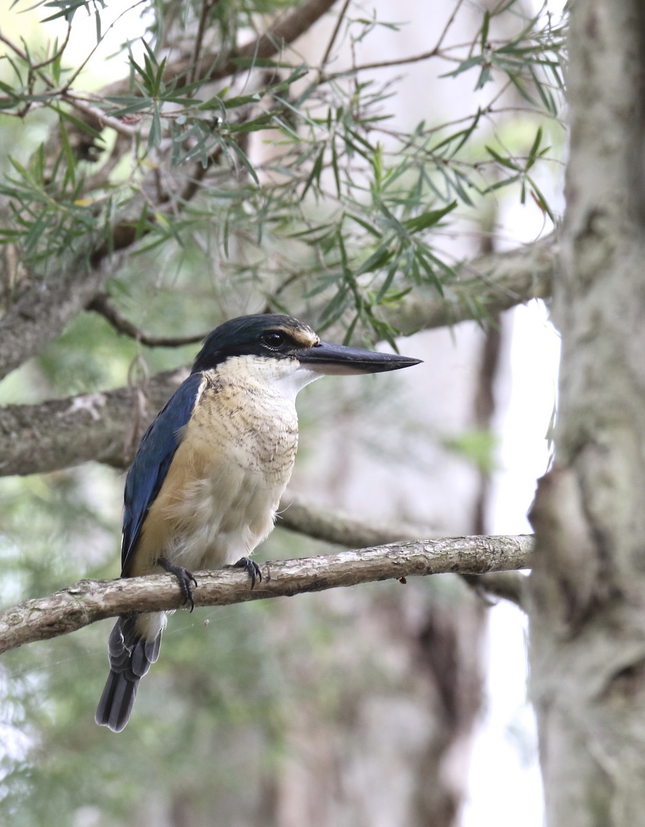 Sacred Kingfisher (Australasian) - Chris Barnes