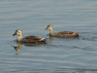Eastern Spot-billed Duck, ML91539601