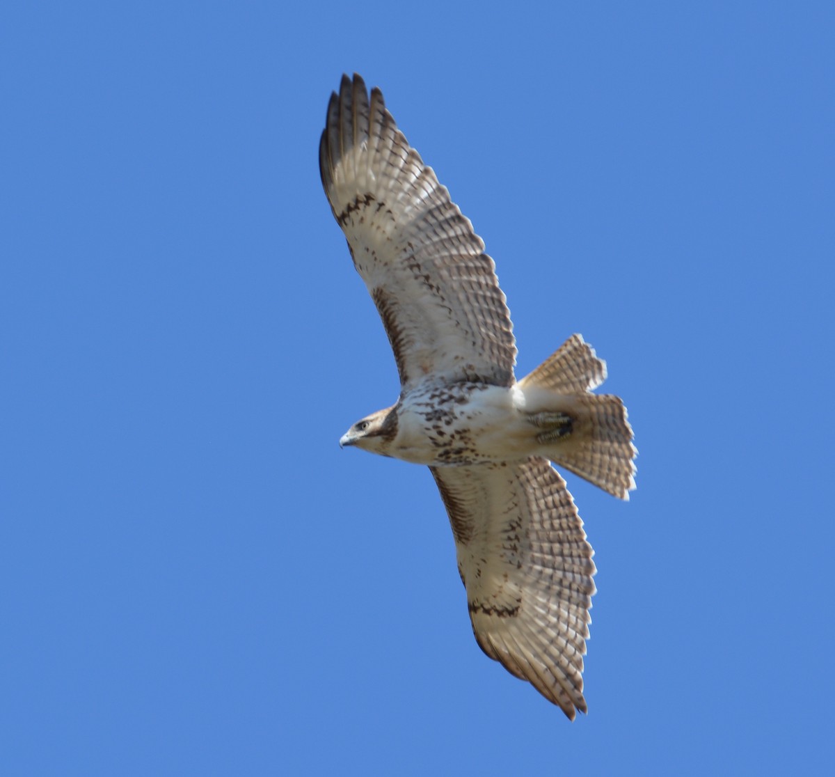 Red-tailed Hawk - ML91541221