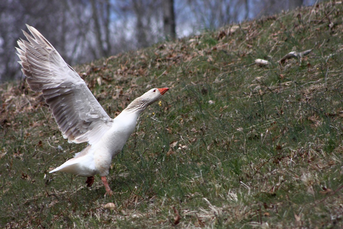 Domestic goose sp. (Domestic type) - ML91545601