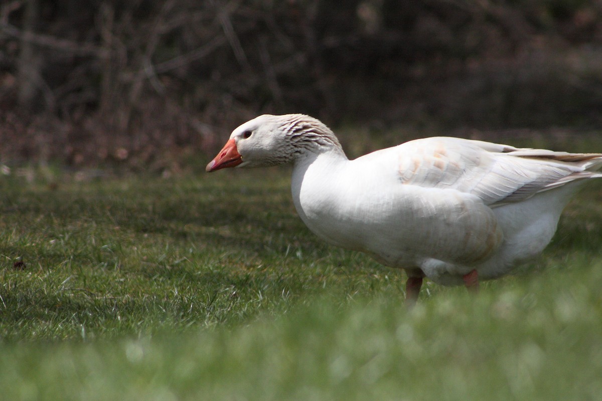 Domestic goose sp. (Domestic type) - ML91545651