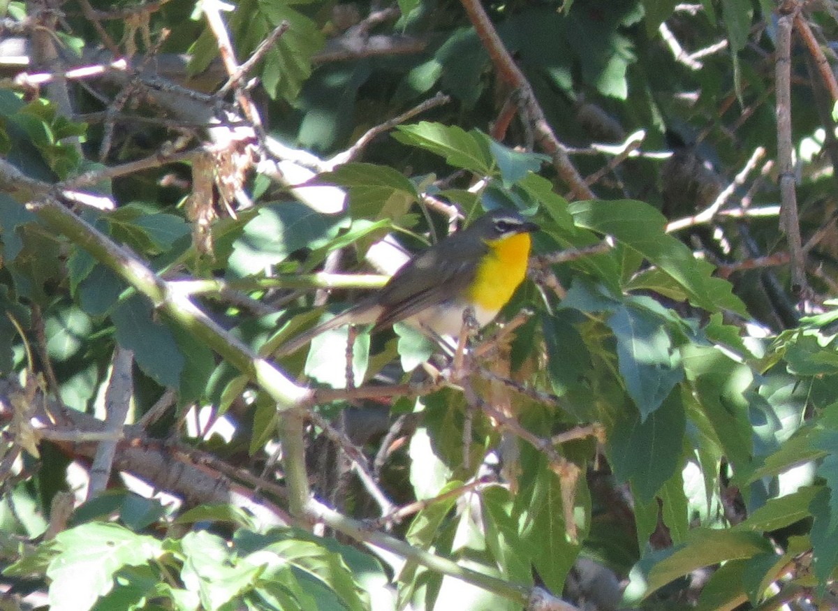 Yellow-breasted Chat - ML91549061