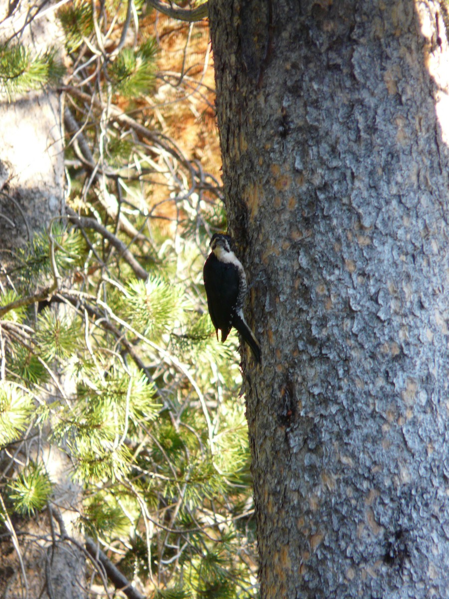 Black-backed Woodpecker - ML91549101