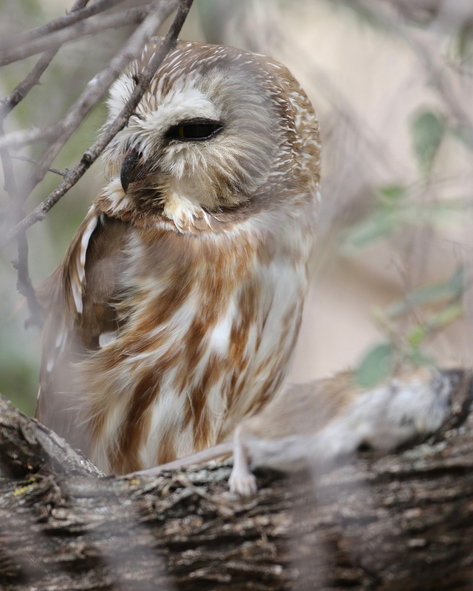 Northern Saw-whet Owl - ML91552521
