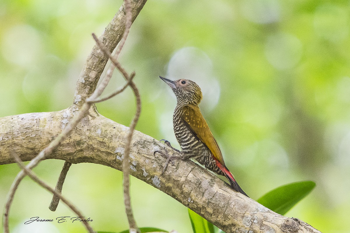Red-rumped Woodpecker - ML91555551