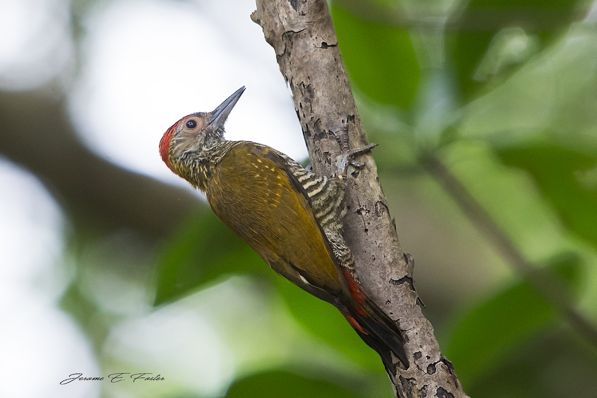 Red-rumped Woodpecker - Jerome Foster