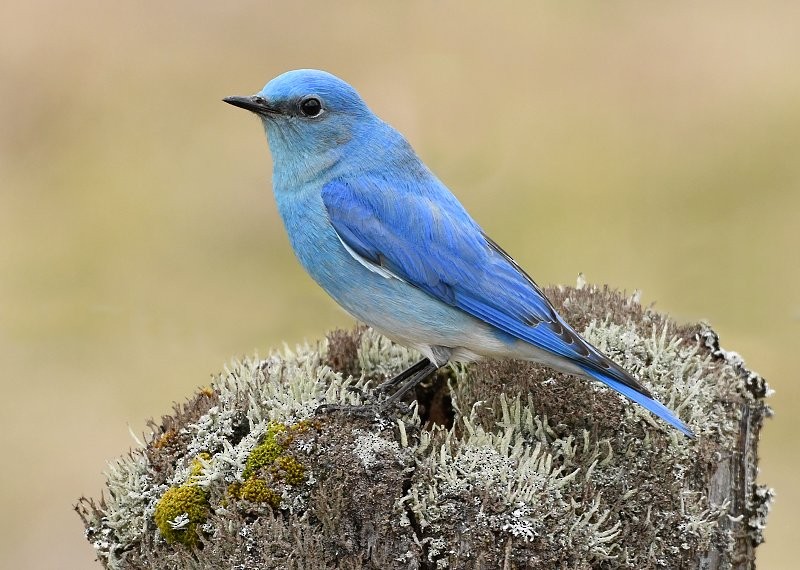 Mountain Bluebird - Gord Gadsden