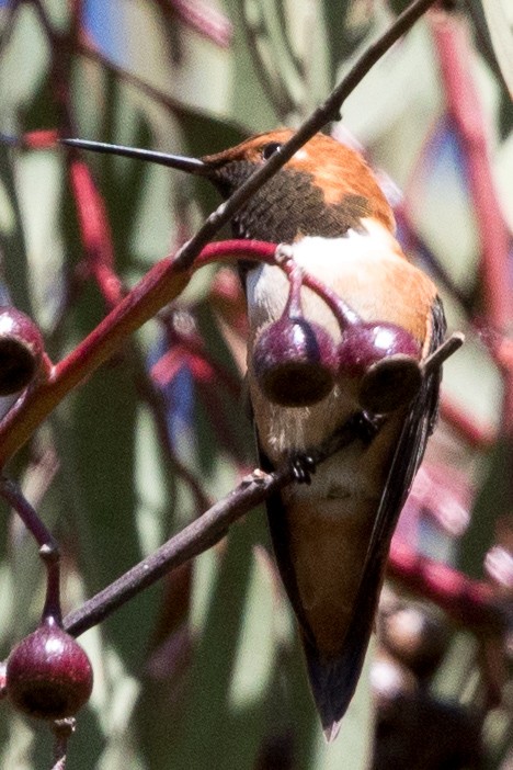 Rufous Hummingbird - Garrett Lau