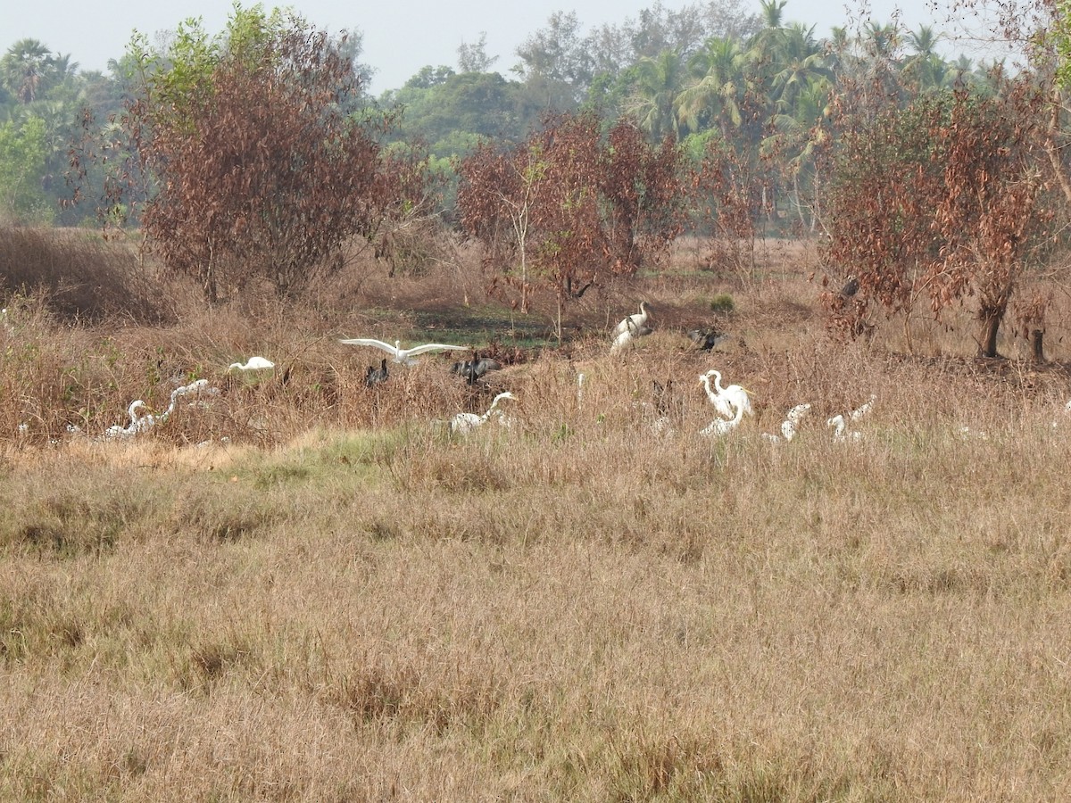 Medium Egret - Nagendra Nayak