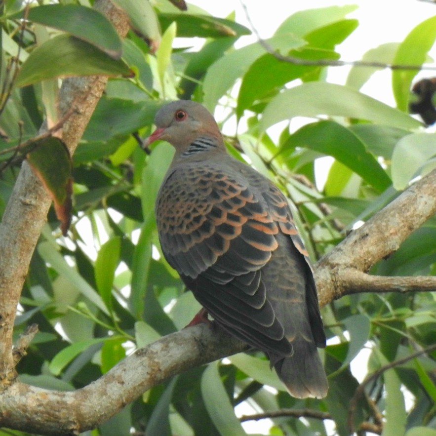 Oriental Turtle-Dove - Nagendra Nayak