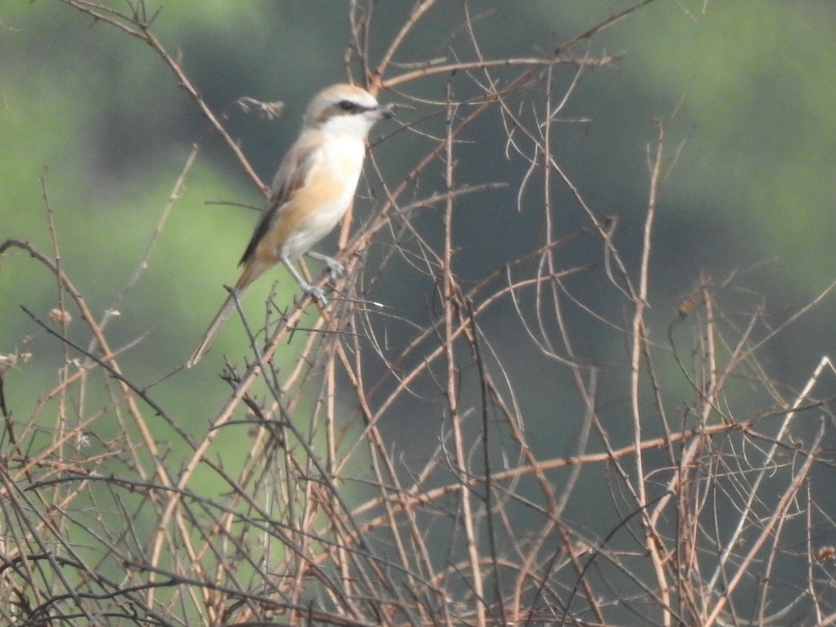 Brown Shrike - Nagendra Nayak