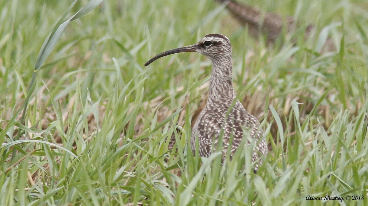 Whimbrel - Alison Sheehey