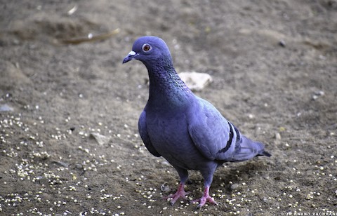 Rock Pigeon - eBird