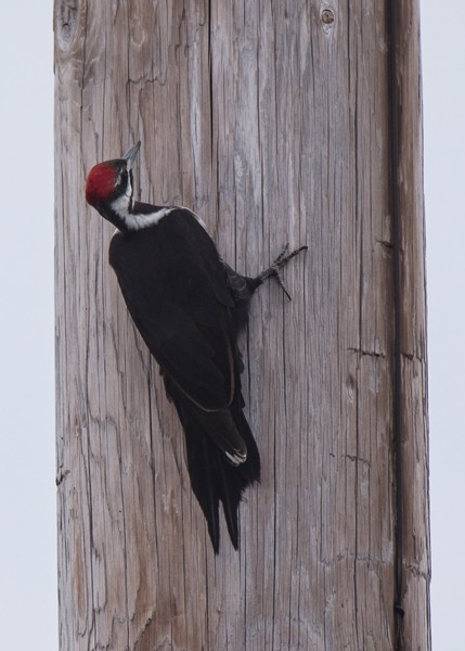 Pileated Woodpecker - ML91562521