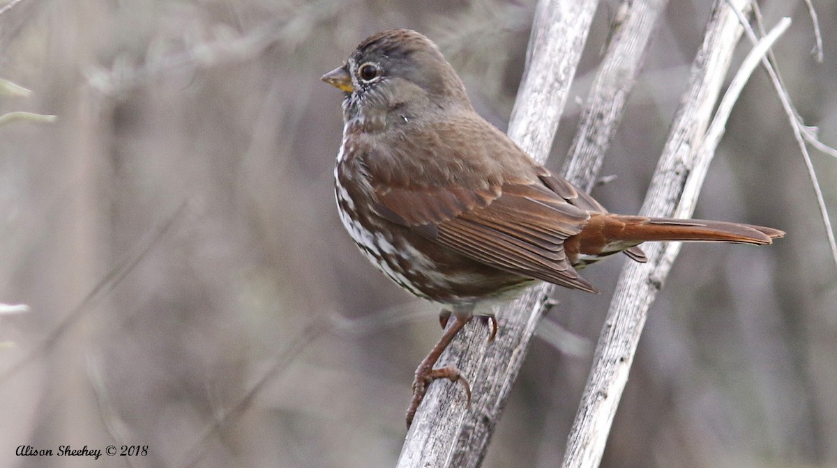 Fox Sparrow (Slate-colored) - ML91562571