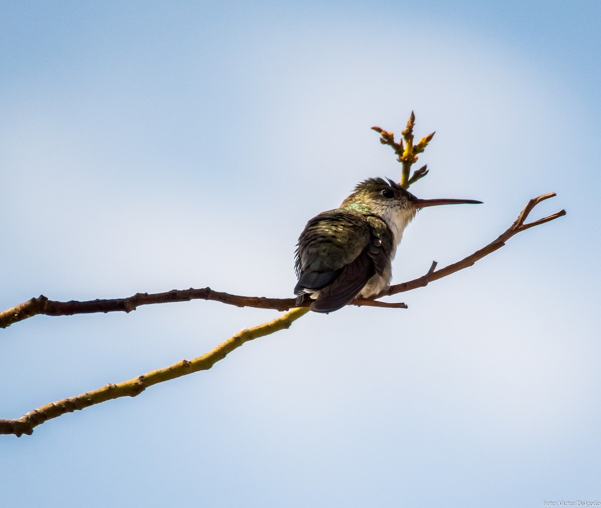 White-bellied Hummingbird - Victor Delgado