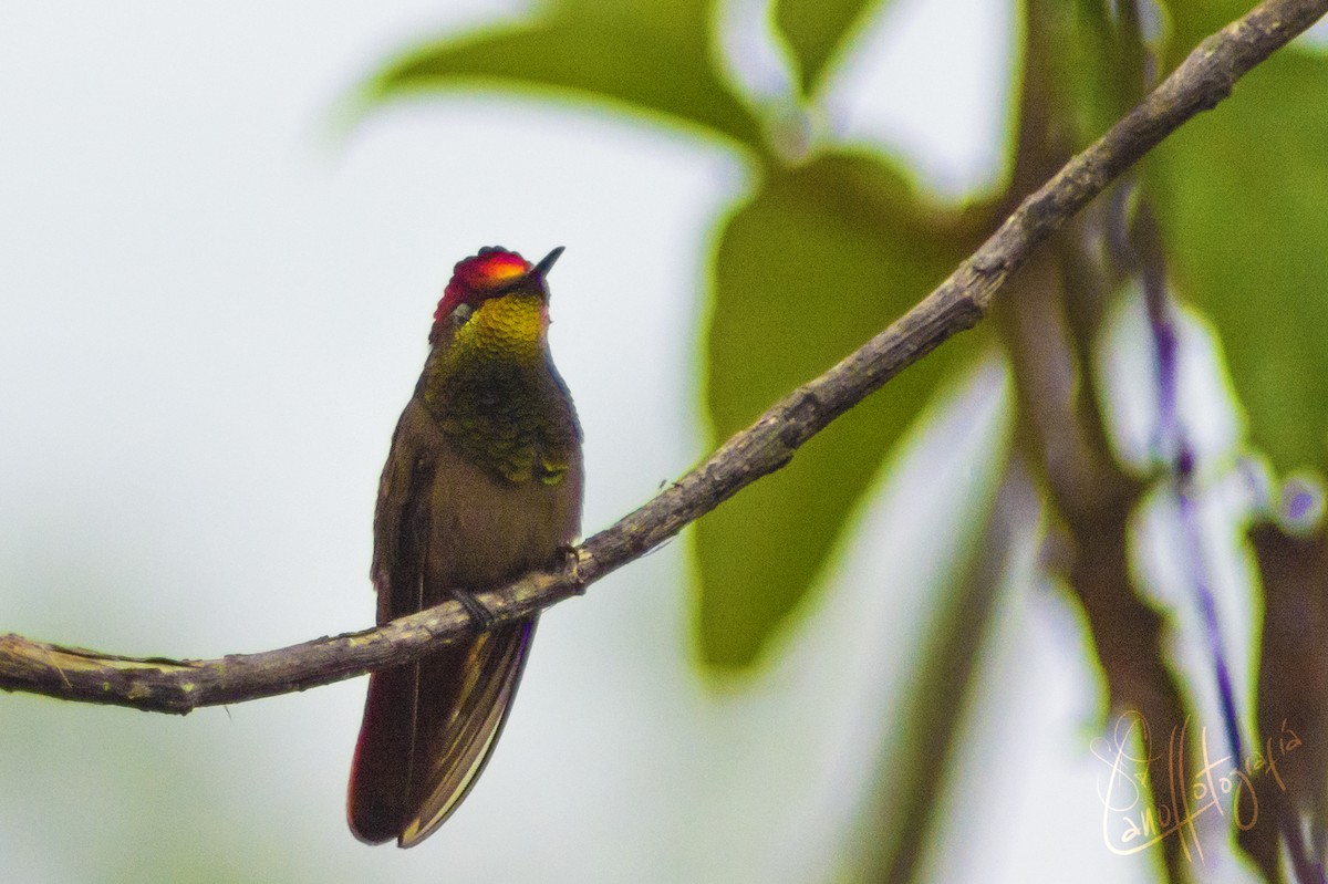 Ruby-topaz Hummingbird - Fabian Cano IG @birdink.travel