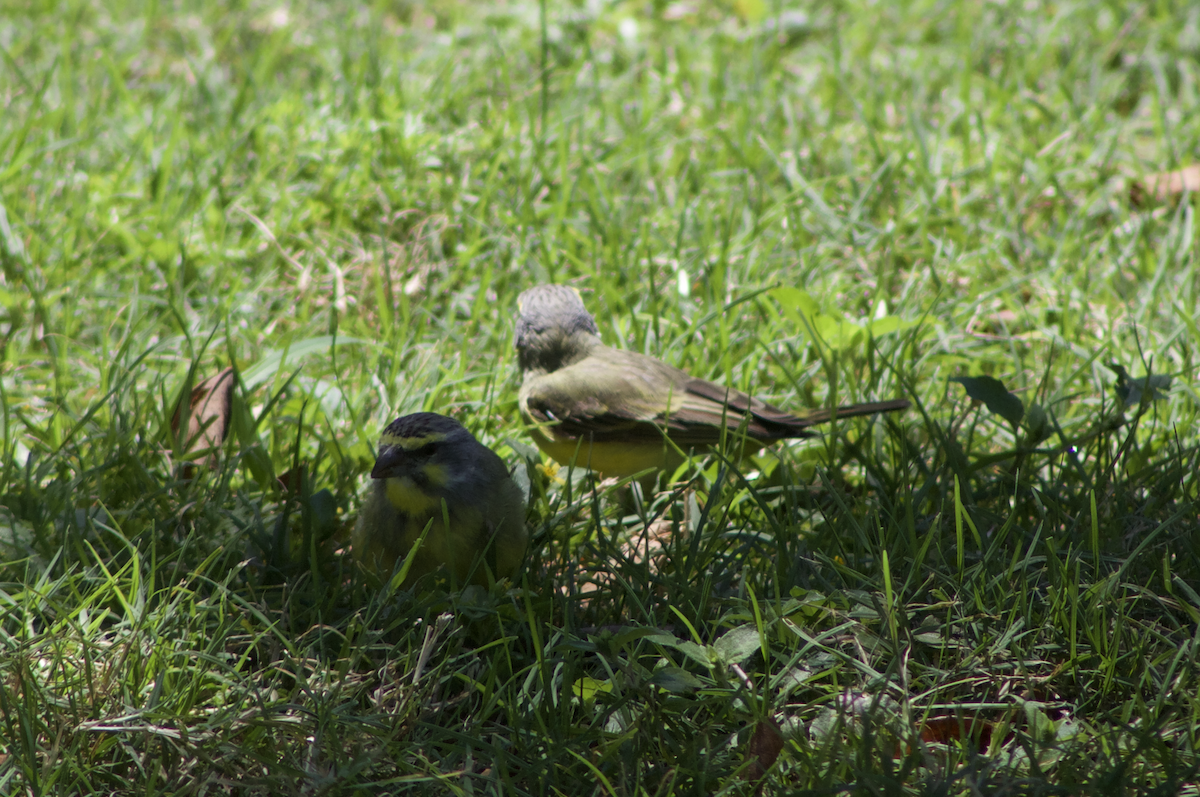 Yellow-fronted Canary - Diego Blanco