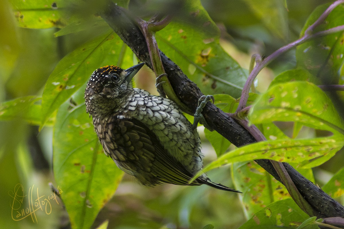 Scaled Piculet - ML91565281